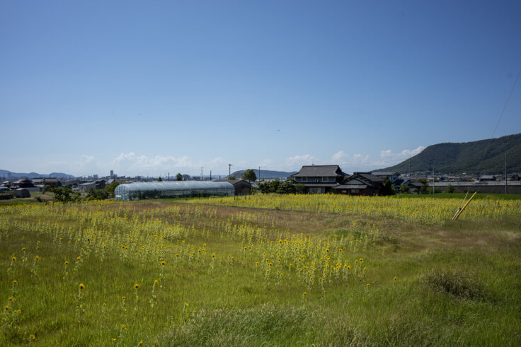 高松町のミニひまわり