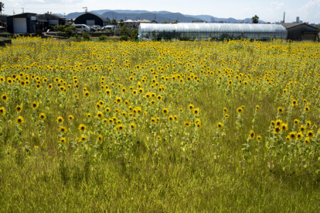 高松町のミニひまわり2