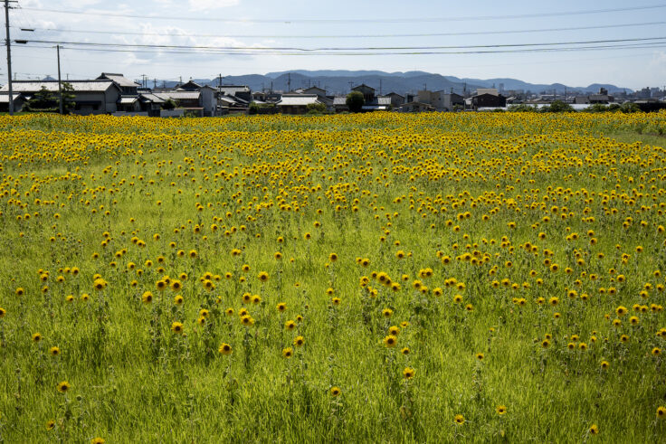 高松町のミニひまわり3