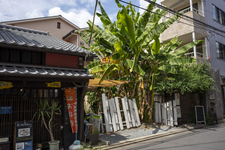 京都の木