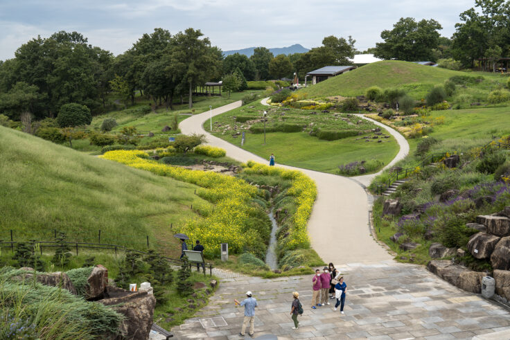 まんのう公園のキバナコスモス2
