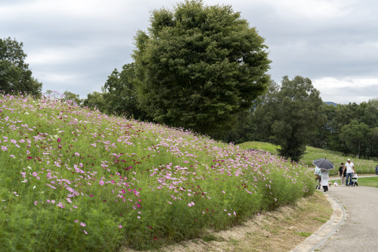 まんのう公園のコスモス1