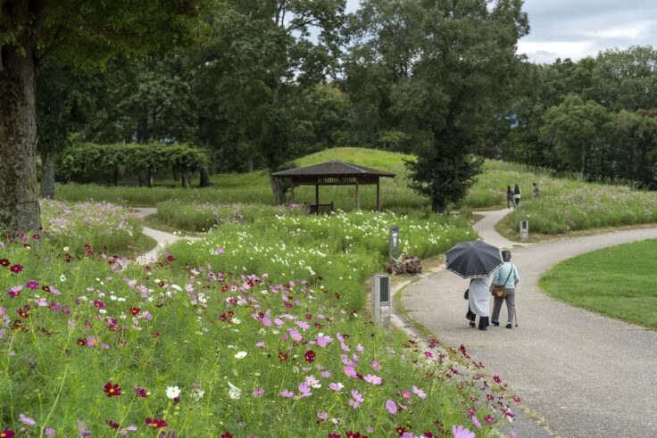 まんのう公園のコスモス2
