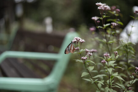 ドングリランドのアサギマダラ2