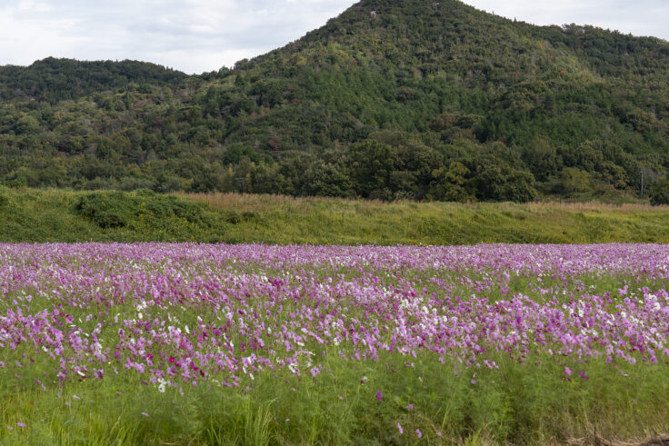さぬき市のコスモス2