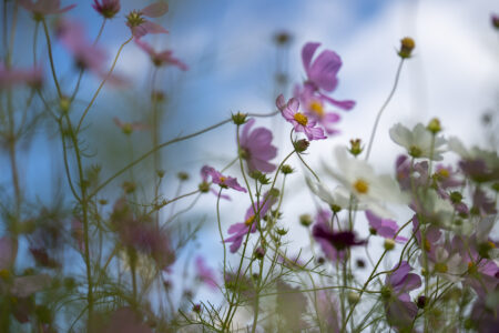 さぬき市のコスモス4