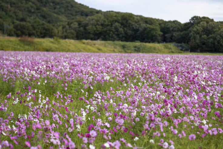 さぬき市のコスモス5