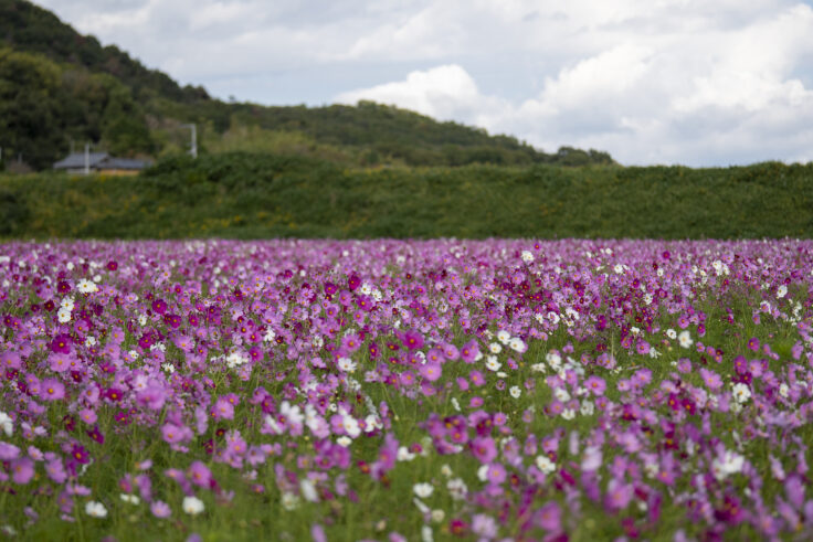 さぬき市のコスモス6