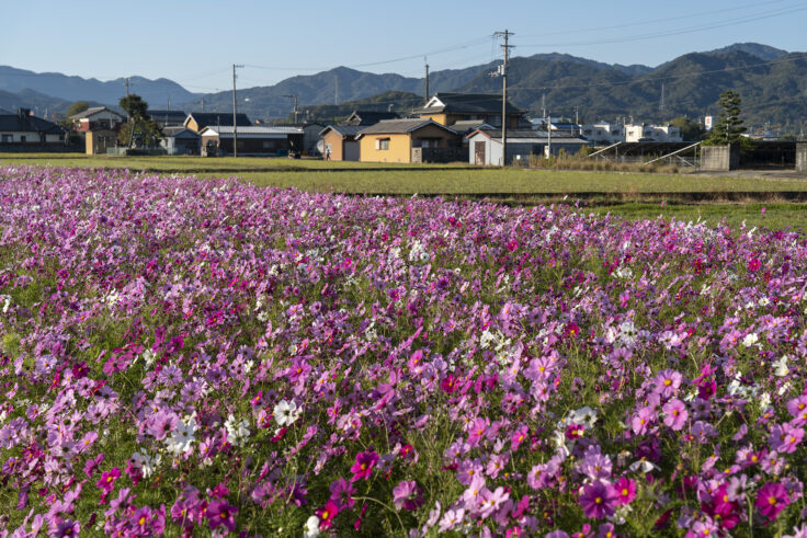 東かがわ市西村のコスモス畑