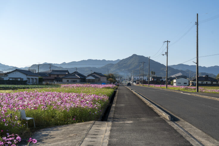 東かがわ市西村のコスモス畑2