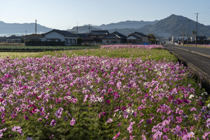 東かがわ市西村のコスモス畑3