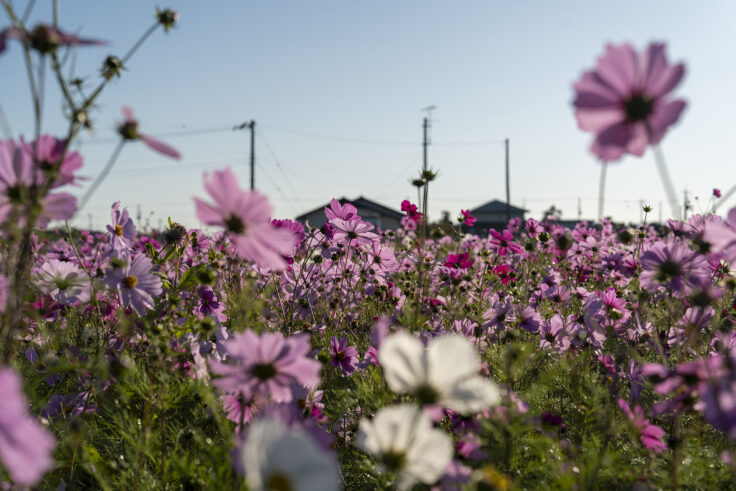 東かがわ市西村のコスモス畑4