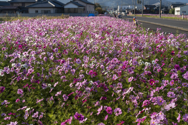 東かがわ市西村のコスモス畑5