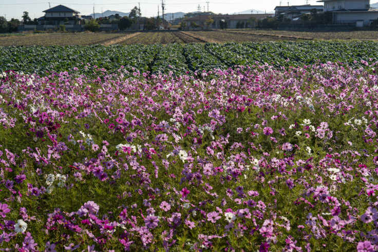 東かがわ市西村のコスモス畑6