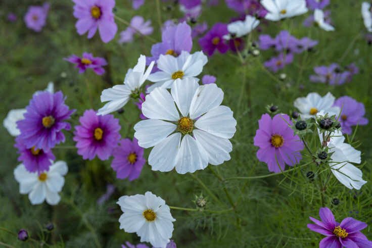 東かがわ市西村のコスモス畑7