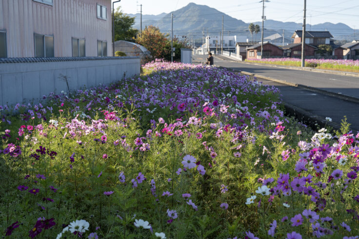 東かがわ市西村のコスモス畑8