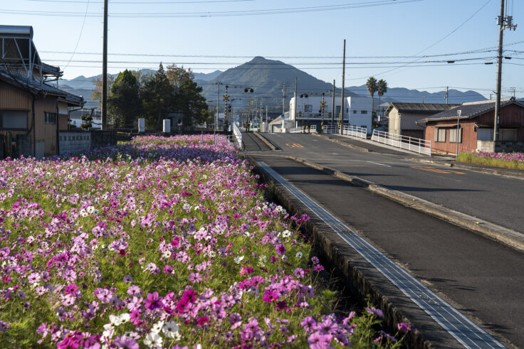 東かがわ市西村のコスモス畑9