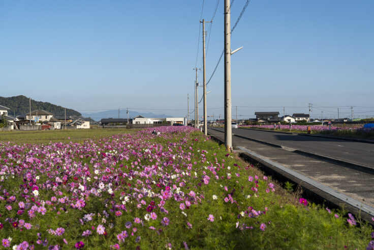 東かがわ市西村のコスモス畑10