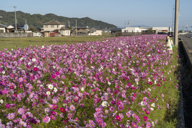 東かがわ市西村のコスモス畑11
