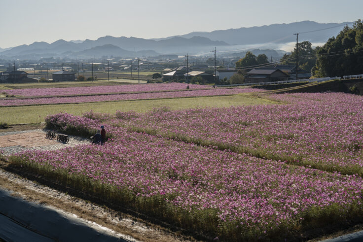 東かがわ市大谷のコスモス