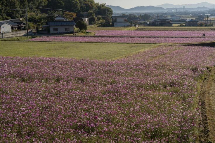 東かがわ市大谷のコスモス2