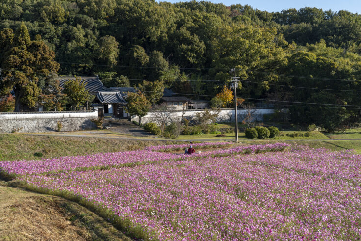 東かがわ市大谷のコスモス3