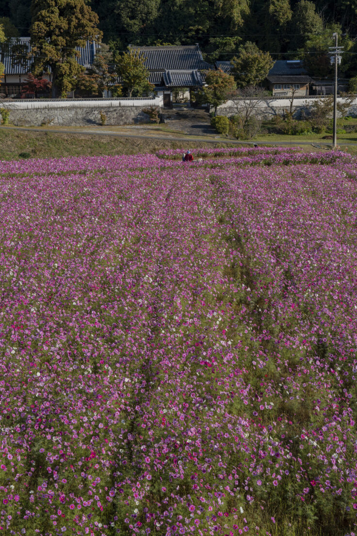 東かがわ市大谷のコスモス4