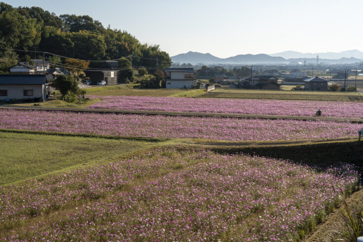 東かがわ市大谷のコスモス5