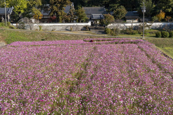 東かがわ市大谷のコスモス6
