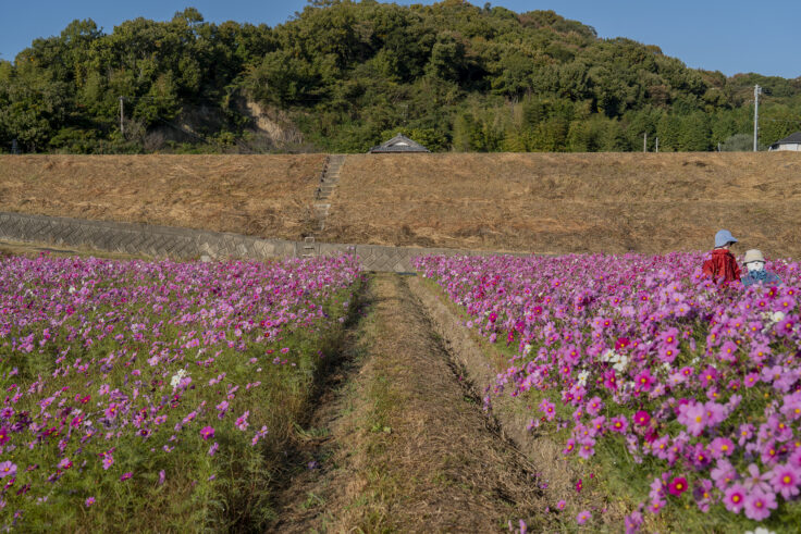 東かがわ市大谷のコスモス7