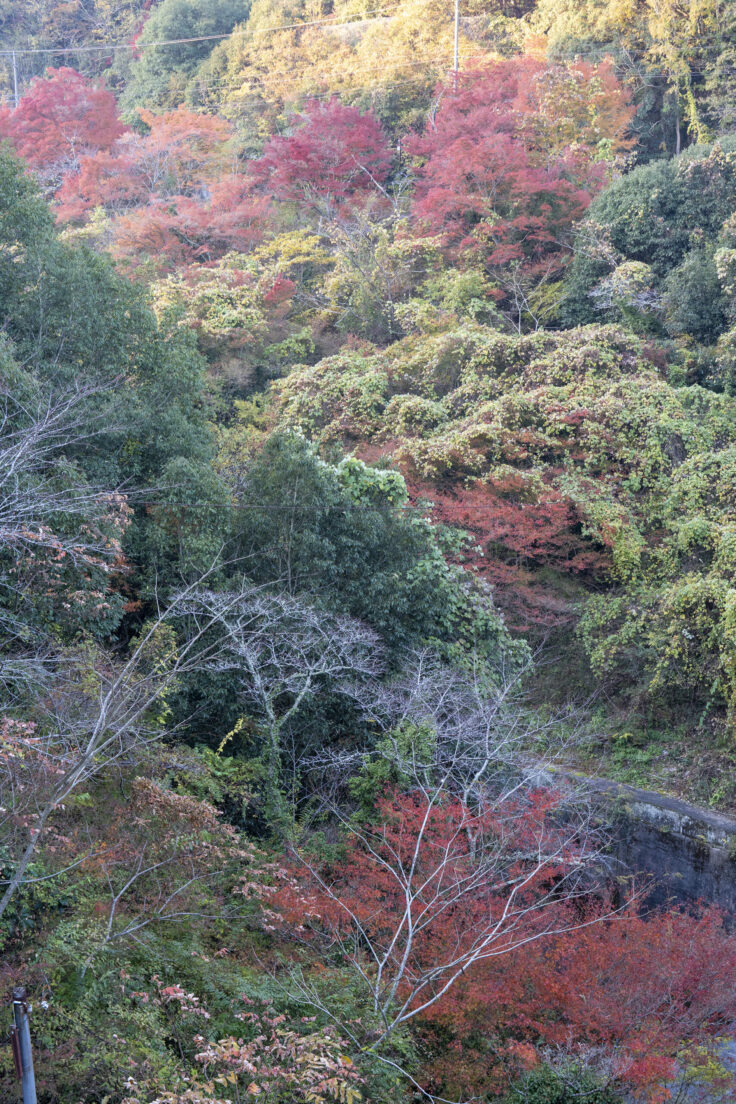 画像 五名ダムの紅葉3