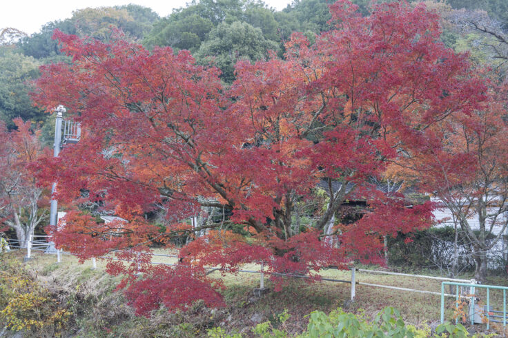 画像 五名ダムの紅葉4
