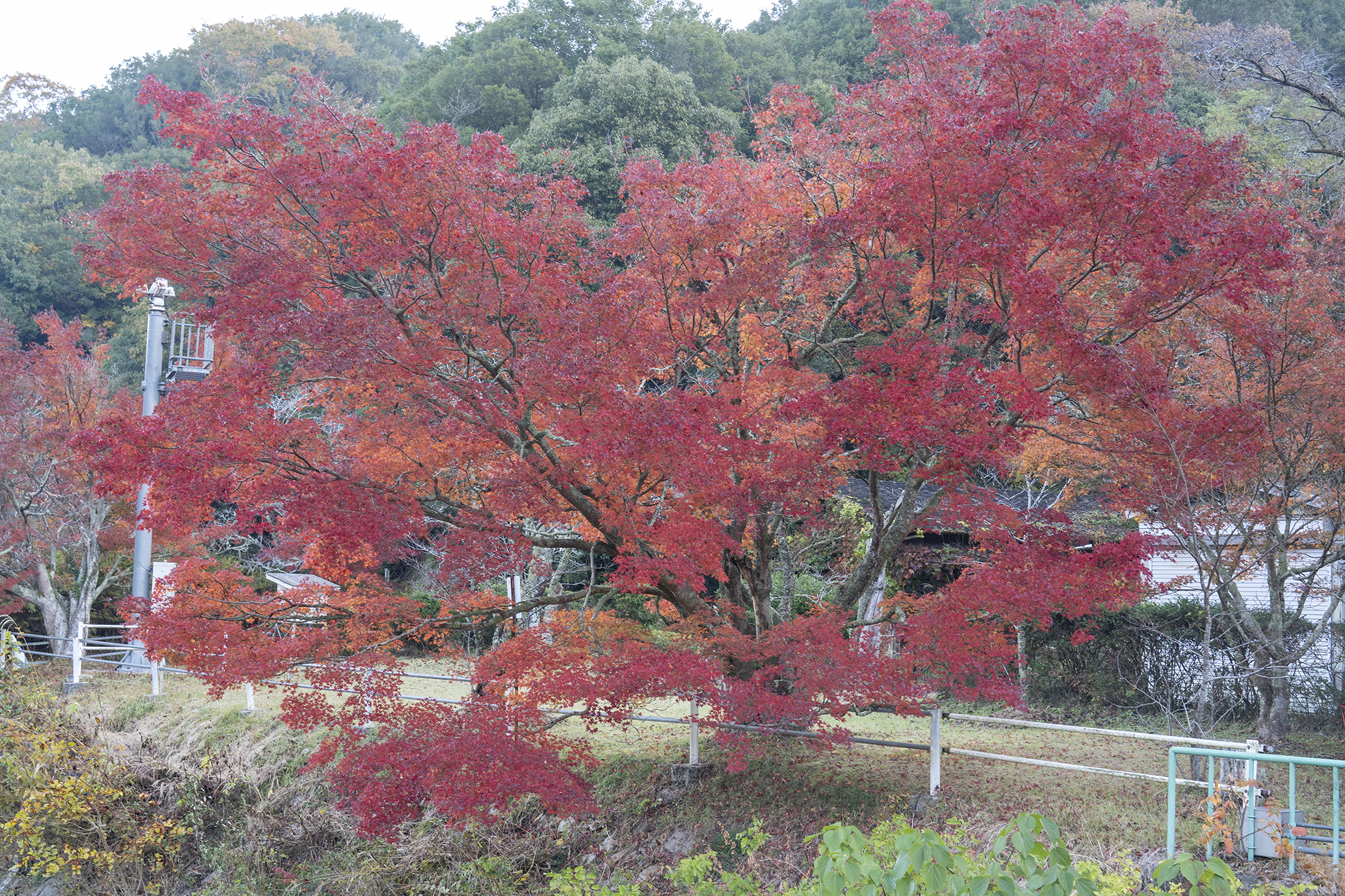 五名ダムの紅葉2025