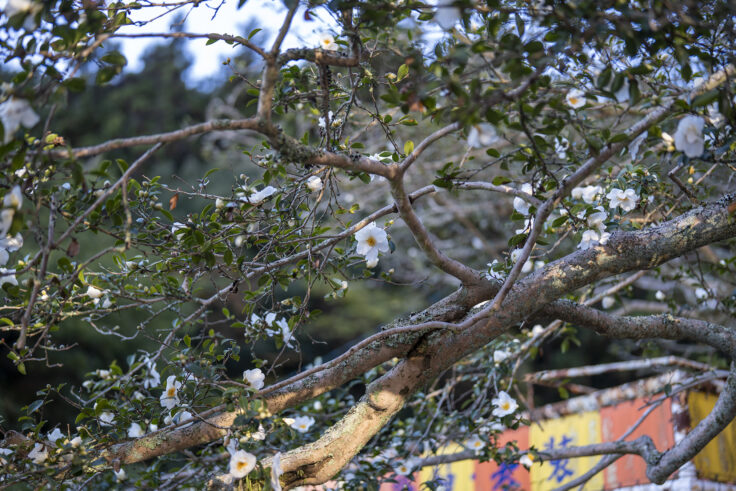 大窪寺の山茶花
