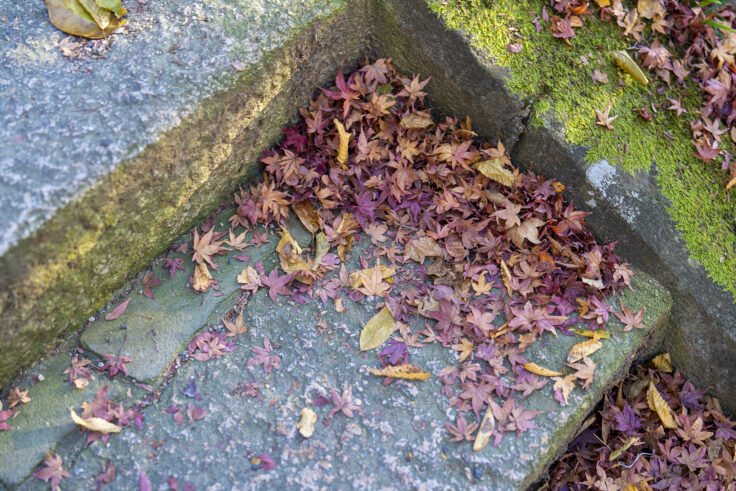 大窪寺の紅葉2025②