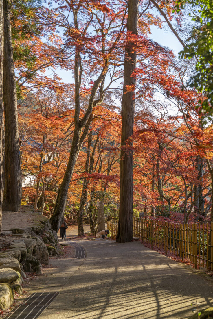 大窪寺の紅葉2025③