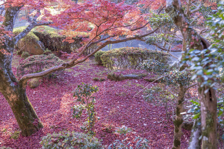 大窪寺の紅葉2025④