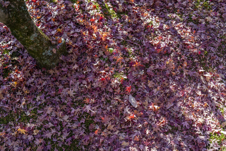 大窪寺の紅葉2025⑤