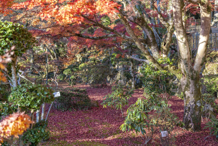 大窪寺の紅葉2025⑥