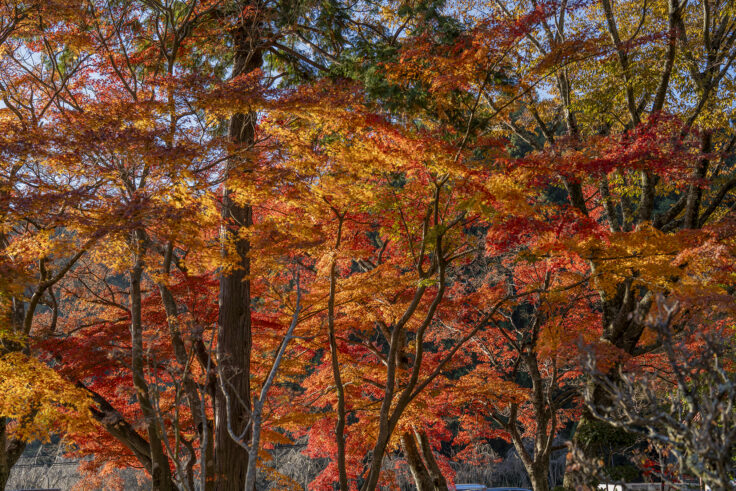 大窪寺の紅葉2025⑦