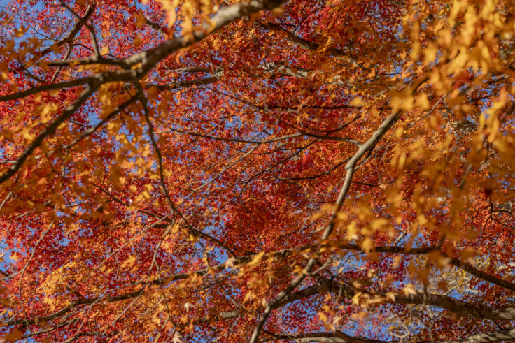 大窪寺の紅葉2025⑧