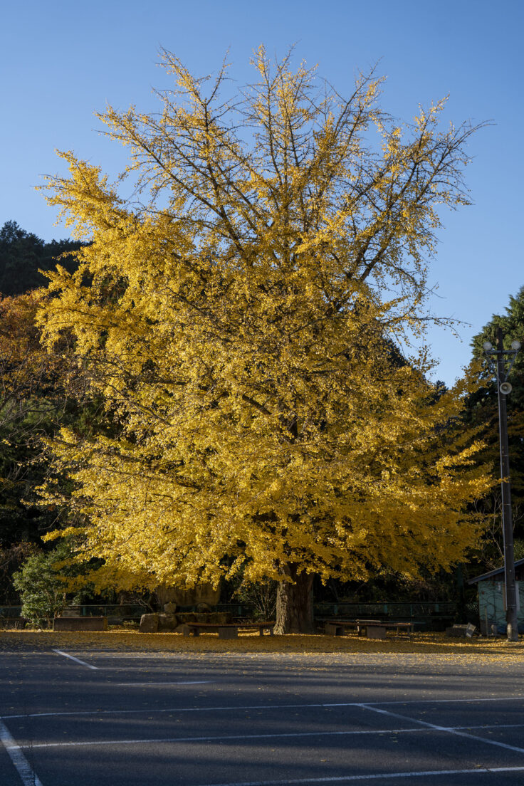多和の大イチョウ2025