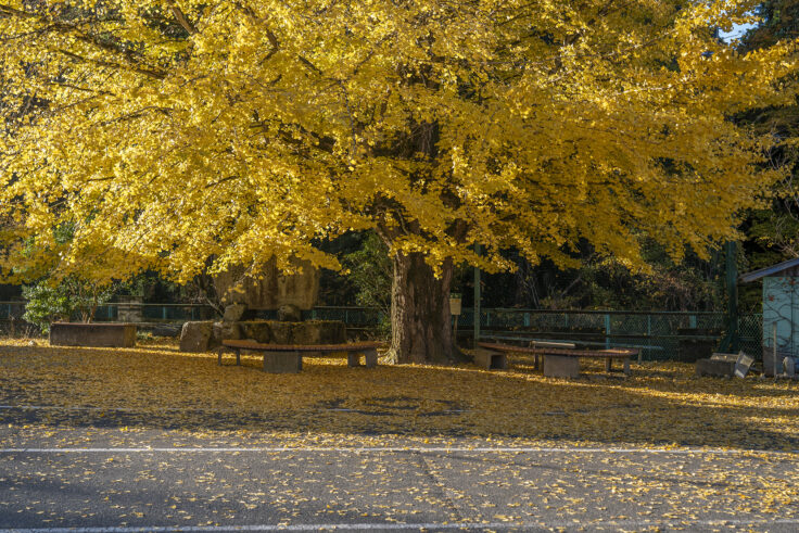 多和の大イチョウ2025②