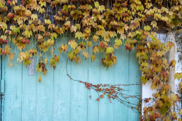 多和の大イチョウ2025④
