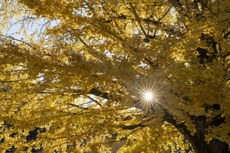 多和の大イチョウ2025⑤