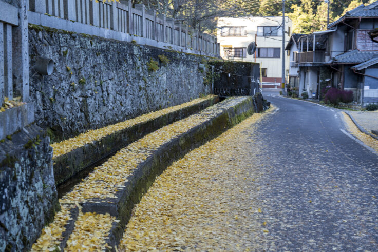岩部八幡神社の黄葉2025②
