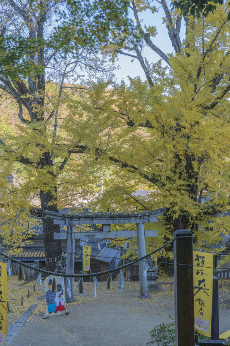 岩部八幡神社の黄葉2025③