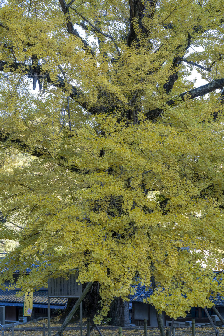 岩部八幡神社の黄葉2025④