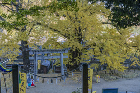 岩部八幡神社の黄葉2025⑤