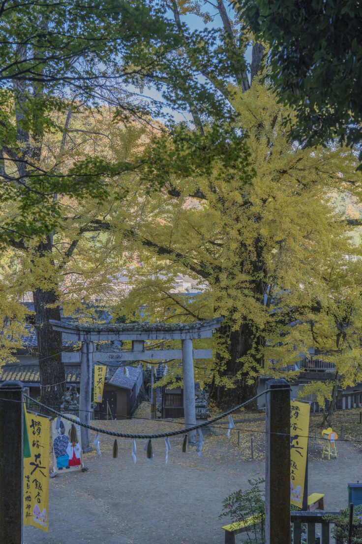 岩部八幡神社の黄葉2025⑥